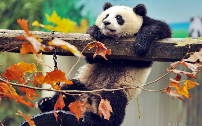 Panda arbre de montée, les feuilles jaunes, automne Fonds d'écran, image