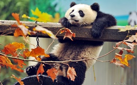 Panda arbre de montée, les feuilles jaunes, automne