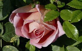 Rose rose, bourgeons, feuilles