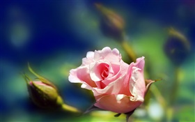 Rose fleur rose close-up, les bourgeons, le flou