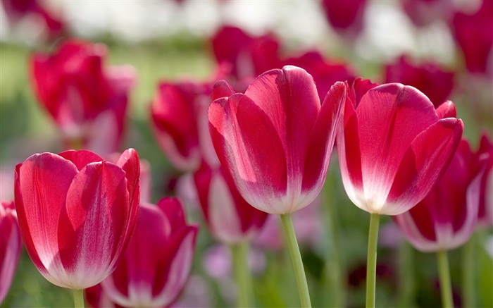 Tulipes rouges, pétales, flou Fonds d'écran, image