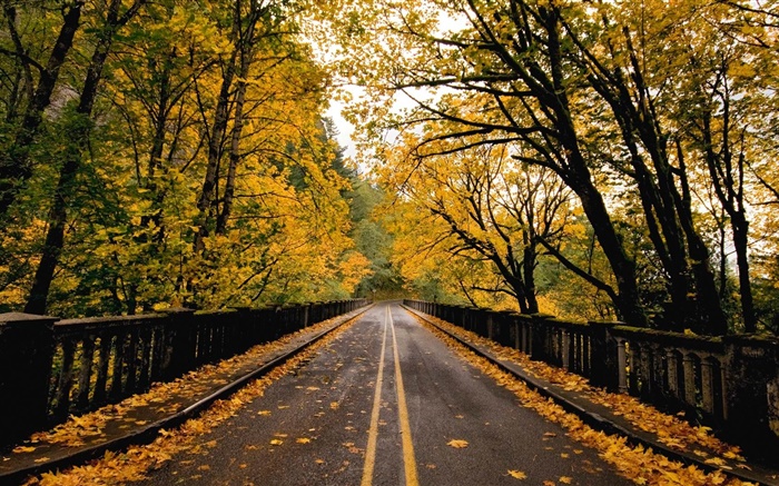 Road, arbres, feuilles jaunes, automne Fonds d'écran, image