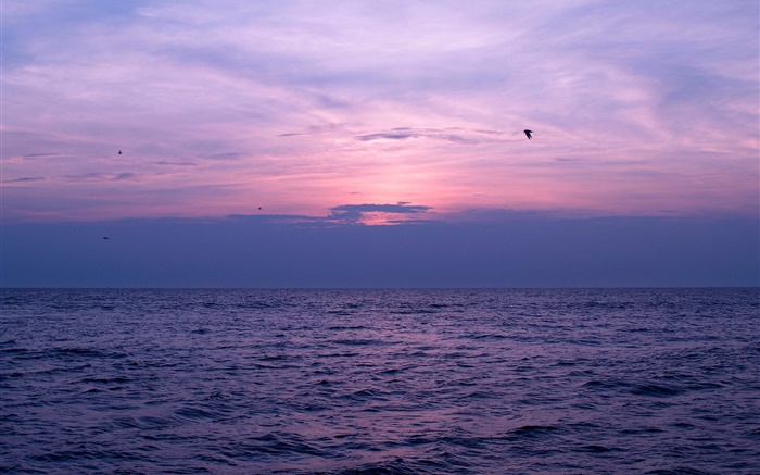 Mer, coucher de soleil, ciel, nuages, les oiseaux Fonds d'écran, image