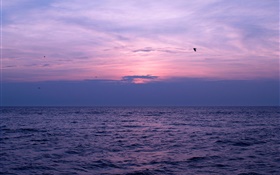 Mer, coucher de soleil, ciel, nuages, les oiseaux HD Fonds d'écran