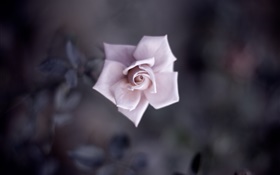 Rose simple de rose, pétales, bourgeon, macro photographie