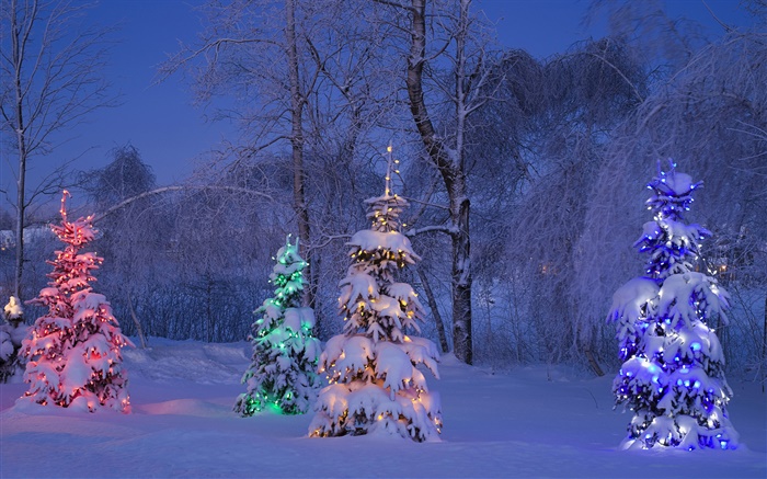 Enneigées, arbres éclairés, l'hiver, le Canada Fonds d'écran, image