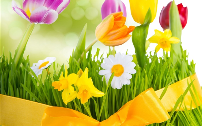 Printemps, les fleurs colorées, tulipes Fonds d'écran, image