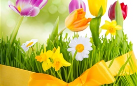 Printemps, les fleurs colorées, tulipes