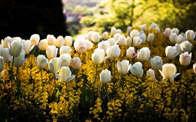 Printemps, parc, tulipes blanches fleurs, jaune, flou, les rayons du soleil
