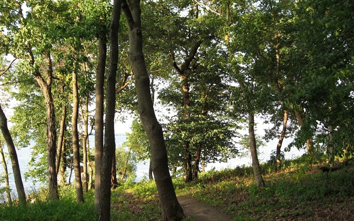 Arbres, sentier, herbe Fonds d'écran, image