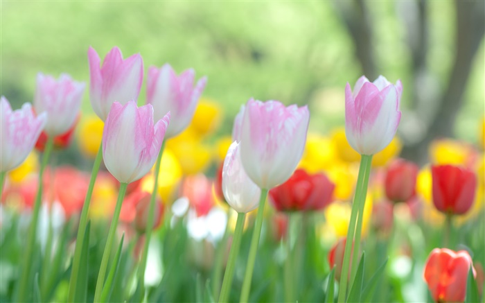 Tulipes fleurs épanouies Fonds d'écran, image