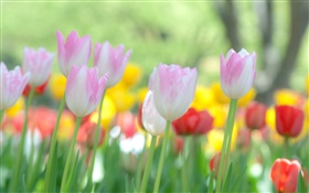 Tulipes fleurs épanouies HD Fonds d'écran