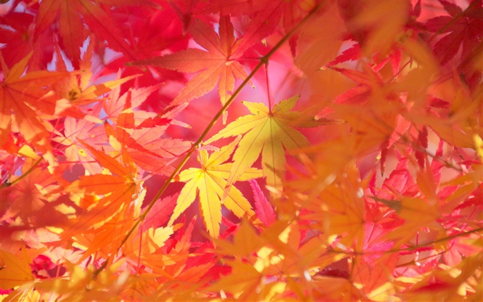 Automne, branches, feuilles rouges, l'érable Fonds d'écran, image