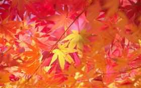 Automne, branches, feuilles rouges, l'érable HD Fonds d'écran