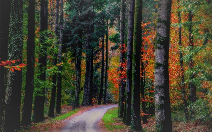 Automne, la forêt, les arbres, les feuilles, la route Fonds d'écran, image