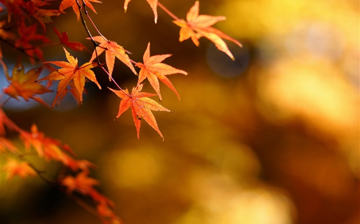 Automne, les feuilles jaunes, érable, mise au point, bokeh Fonds d'écran, image