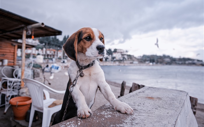 Beagle, chien, promenade, plage Fonds d'écran, image