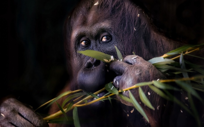 Noir orang-outan, singe Fonds d'écran, image