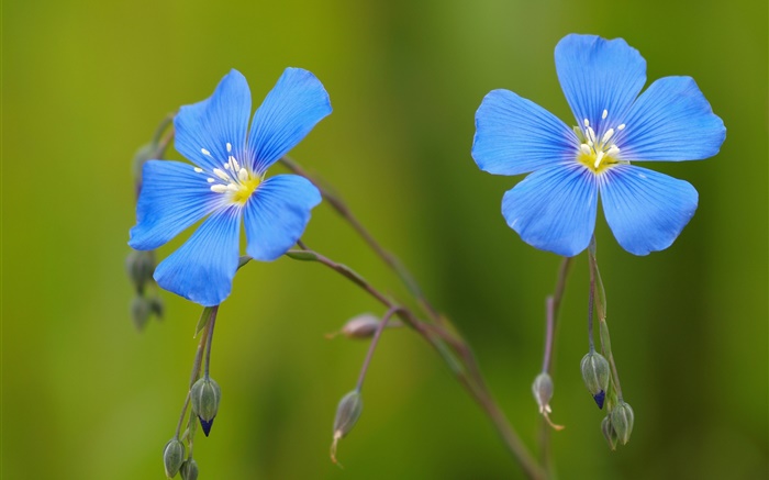 Géraniums Fleurs bleues, bokeh Fonds d'écran, image