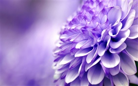 Fleur pourpre bleu, le chrysanthème, la photographie macro HD Fonds d'écran