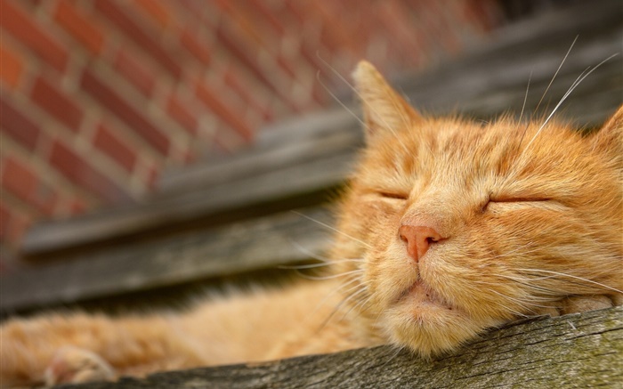 Cat sommeil, le visage Fonds d'écran, image