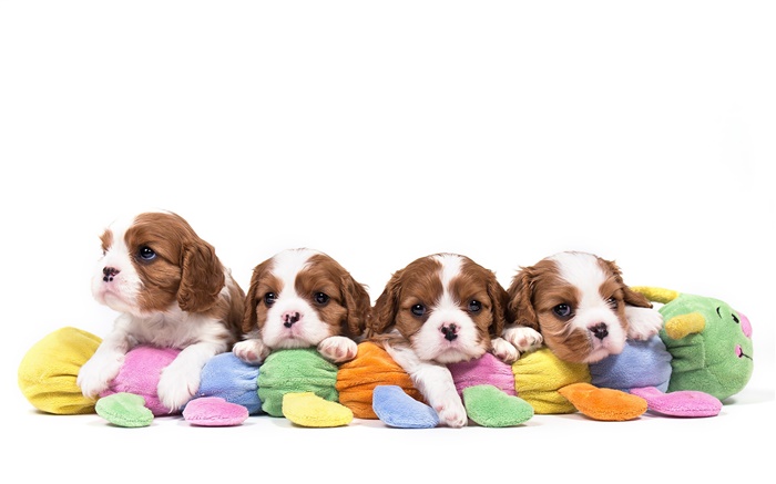 Cavalier King Charles Spaniel, quatre chiens, chiots Fonds d'écran, image
