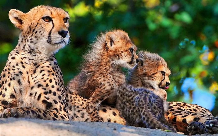 Cheetahs famille, grands chats Fonds d'écran, image