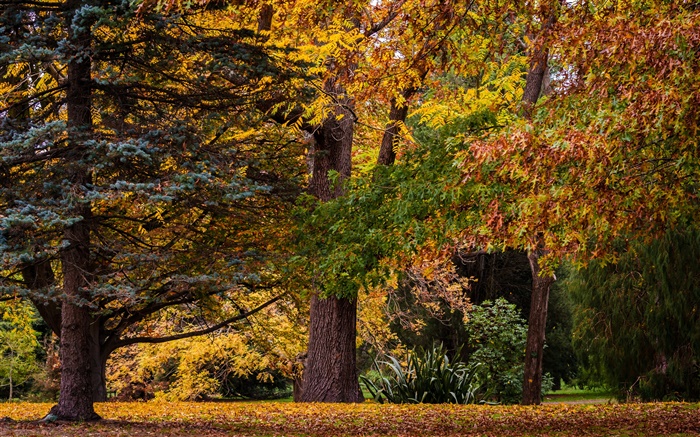Christchurch, Nouvelle-Zélande, le parc, les arbres, les feuilles, l'automne Fonds d'écran, image