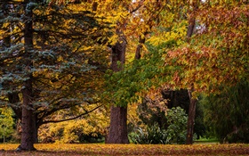 Christchurch, Nouvelle-Zélande, le parc, les arbres, les feuilles, l'automne