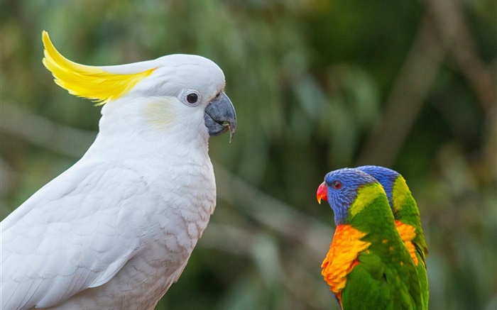 Cacatoès, les perroquets multicolores, lorikeet Fonds d'écran, image