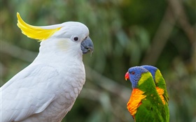 Cacatoès, les perroquets multicolores, lorikeet HD Fonds d'écran