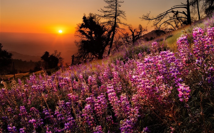 Fleurs coloré, nature, paysage, coucher de soleil arbres Fonds d'écran, image