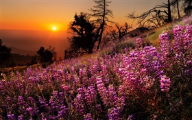 Fleurs coloré, nature, paysage, coucher de soleil arbres HD Fonds d'écran