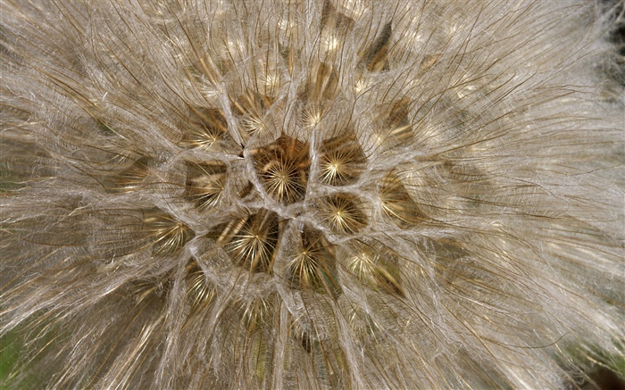 Les fleurs de pissenlit, macro close-up Fonds d'écran, image