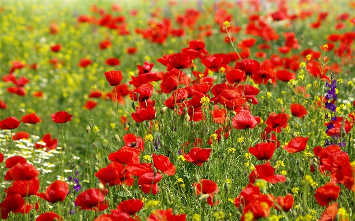 Fleurs terrain, coquelicots rouges, marguerites Fonds d'écran, image
