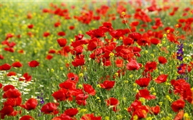 Fleurs terrain, coquelicots rouges, marguerites HD Fonds d'écran
