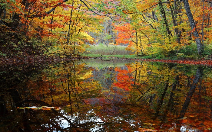 Forêt, lac, arbres, automne Fonds d'écran, image