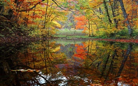 Forêt, lac, arbres, automne HD Fonds d'écran