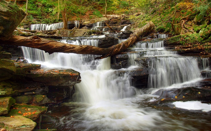Forêt, pierres, rivière, ruisseau, cascade Fonds d'écran, image