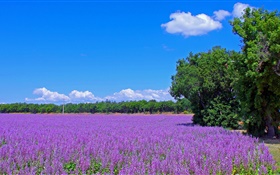 France, fleurs de lavande, champ, arbres, ciel bleu