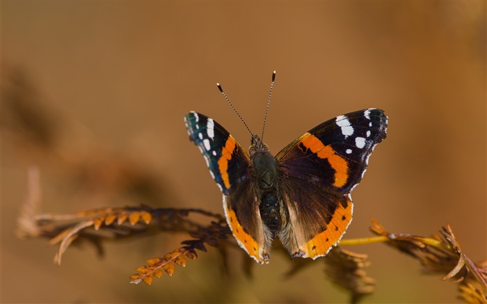 Insecte, papillon, ailes, bokeh Fonds d'écran, image
