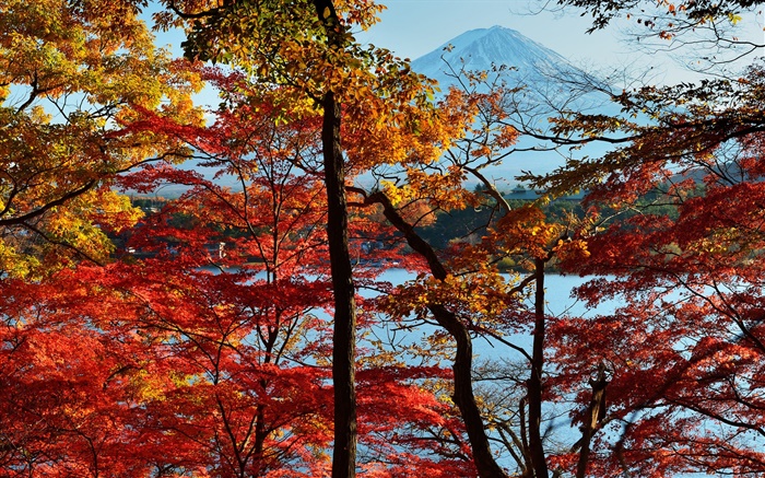 Japon paysage de nature, l'automne, les arbres, les feuilles rouges, le mont Fuji Fonds d'écran, image