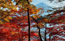 Japon paysage de nature, l'automne, les arbres, les feuilles rouges, le mont Fuji