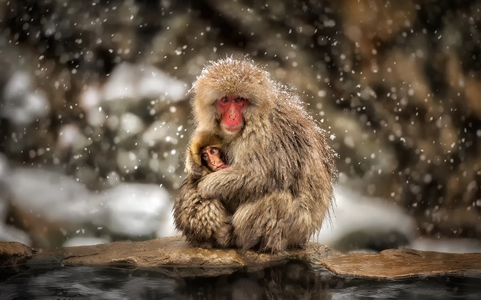 Macaques japonais, singe, hiver, neige, mère et le bébé Fonds d'écran, image