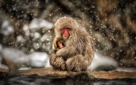 Macaques japonais, singe, hiver, neige, mère et le bébé