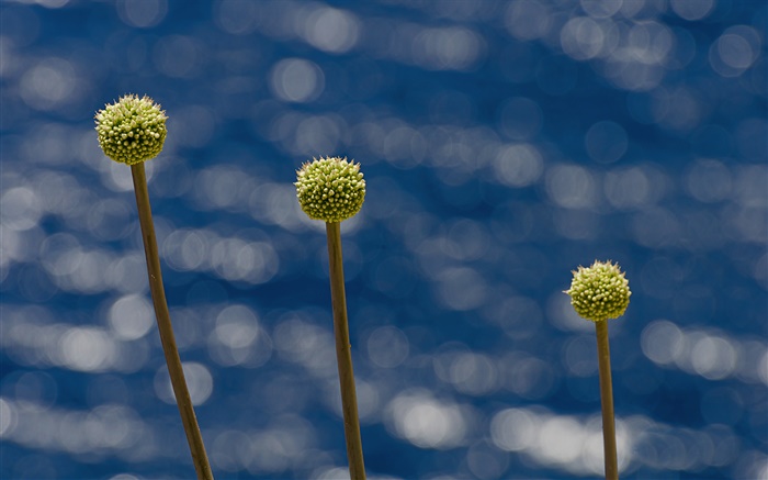 Fleur Méditerranée, la Sardaigne Fonds d'écran, image