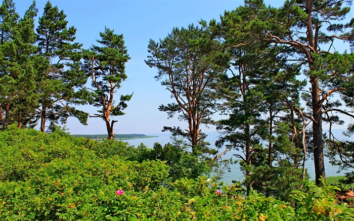 Nida, Lituanie, bord de mer, de pins, mer, ciel bleu Fonds d'écran, image