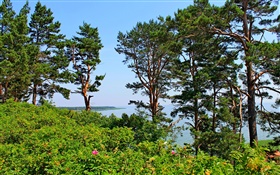 Nida, Lituanie, bord de mer, de pins, mer, ciel bleu HD Fonds d'écran
