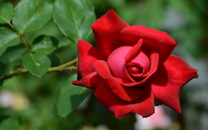 Une rose rouge fleur, bokeh Fonds d'écran, image