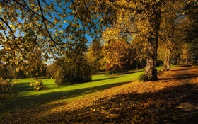 Park, l'automne, les arbres, les feuilles jaunes, rez-de-
